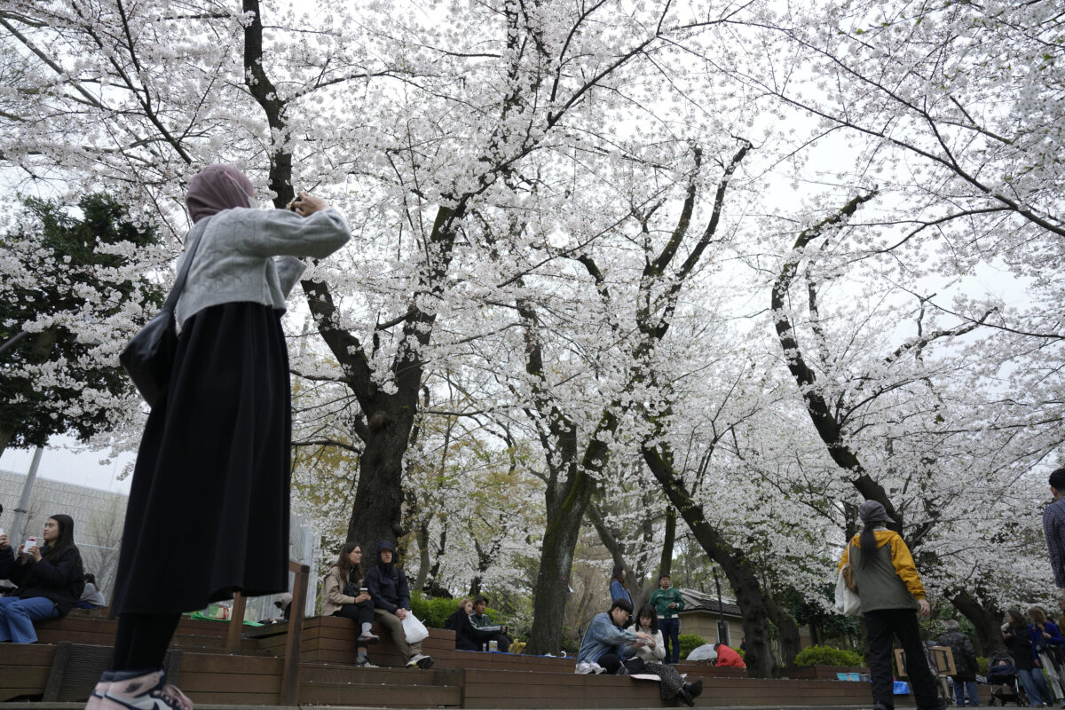 Japonsko, čerešne