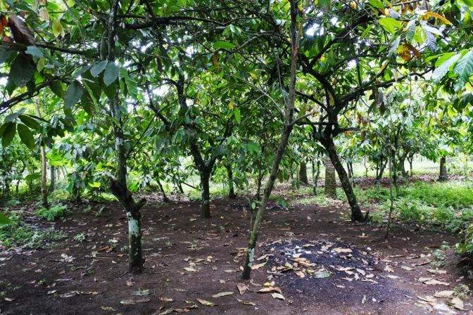 Extrémne horúci február ohrozil produkciu tejto obľúbenej pochúťky