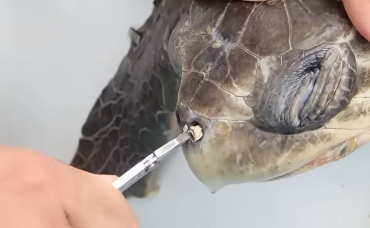 Čo spôsobujú plastové slamky v oceánoch? Video o korytnačke otriaslo svetom