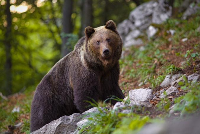 Stredoslovenská obec upozorňuje na zvýšený počet medveďov, žiada občanov o zvýšenú pozornosť a opatrnosť