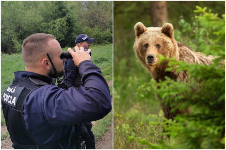 Medveď vo Zvolene