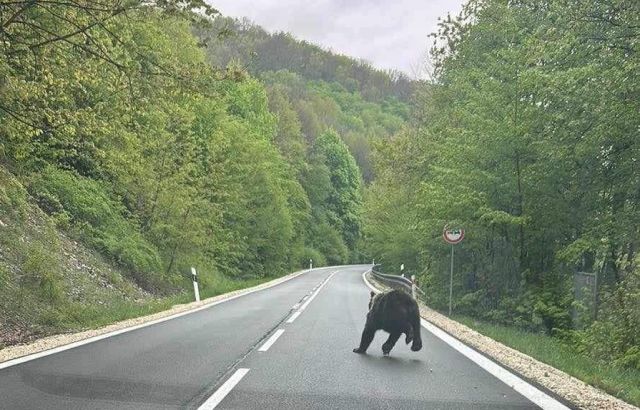 Medveď sa pohybuje aj v okolí Košíc. Na ceste ho odfotil okoloidúci vodič (foto)