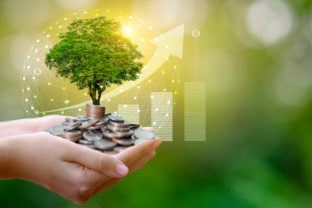 Hand Coin tree The tree grows on the pile. Saving money for the future. Investment Ideas and Business Growth. Green background with bokeh sun