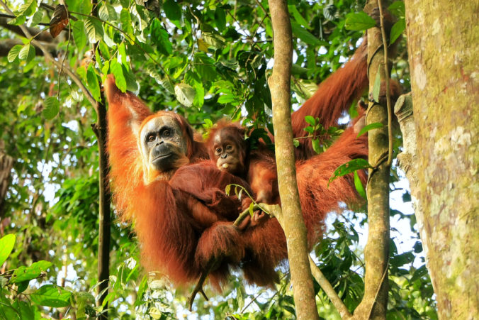 Female Sumatran orangutan with a baby hanging in the trees, Gunung Leuser National Park, Sumatra, Indonesia