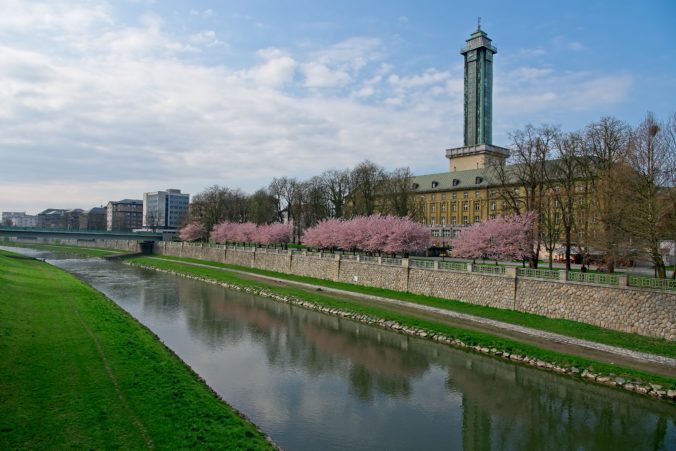 Sakura cherry trees in park in Ostrava