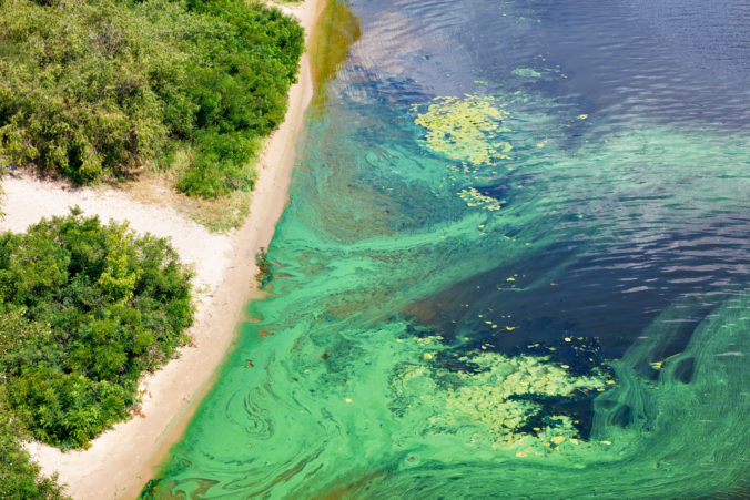 The coast on the surface of the river is covered with a pellicle of blue green algae, copy space.