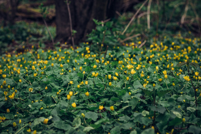 Ficaria verna bulbifera in floodplain forests. Yellow green sea flower pilewort in the Odra river area in floodplain forests in eastern Czech Republic, europe