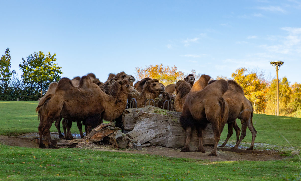 Bactrian Camels