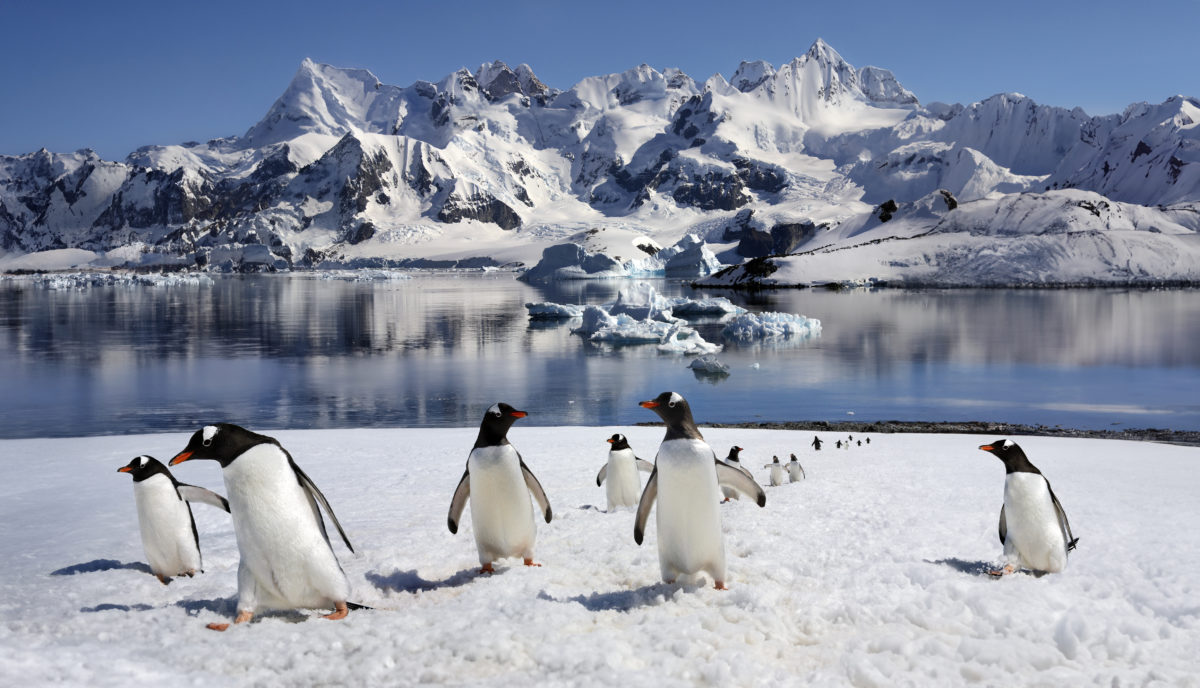 Gentoo Penguins - Antarctica