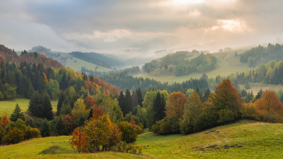 Autumn foggy landscape of hills with colorful trees.