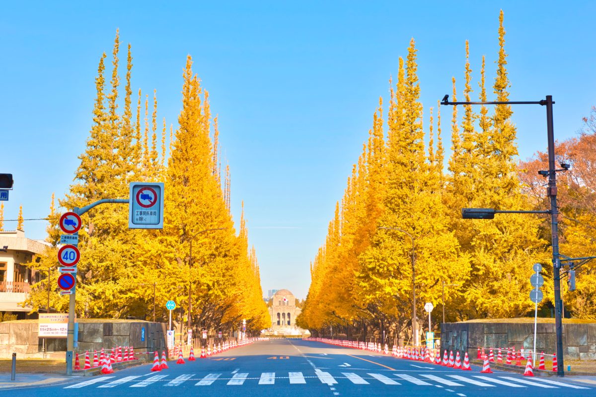 Ginkgo Tree Jingu Gaien