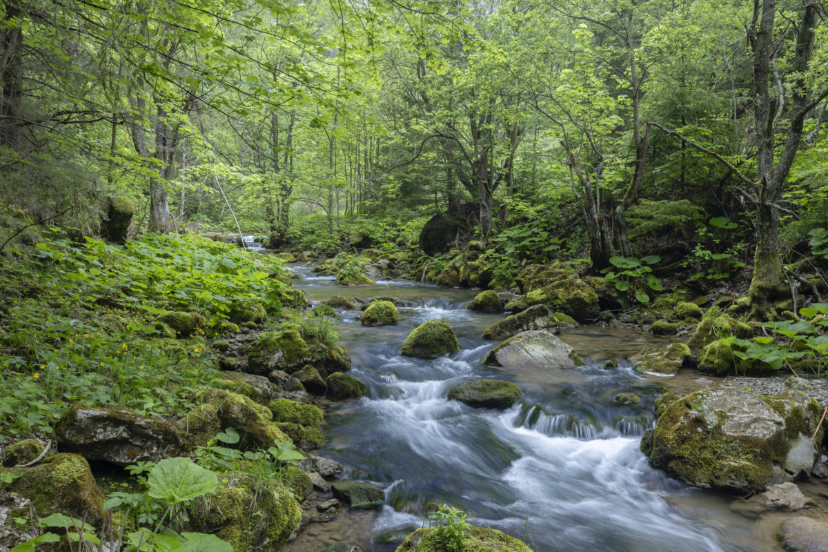 Kvacianska valley in spring time, Chocske vrchy, Slovakia