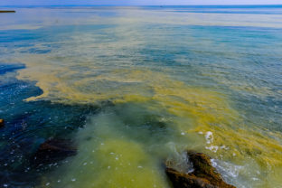 (Nodularia spumigena), ecological disaster, a toxic blue green algae bloom in the Black Sea