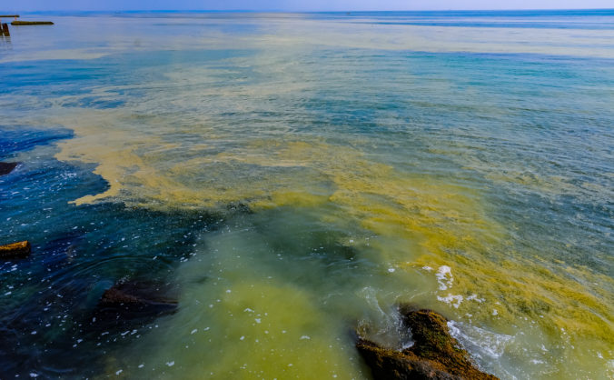 (Nodularia spumigena), ecological disaster, a toxic blue green algae bloom in the Black Sea