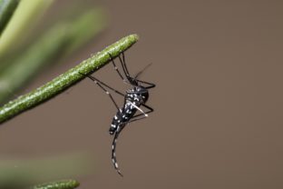 Európe hrozí zvýšený počet chorôb prenášaných komármi, toto je hlavná príčina