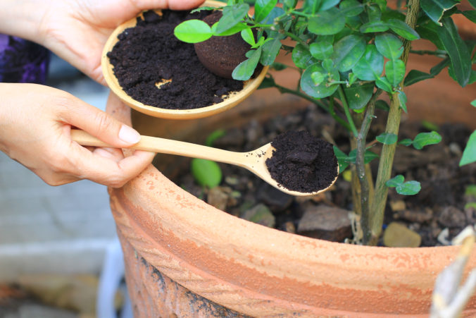 Coffee ground, Coffee residue is applied to the tree and is a natural fertilizer, Gardening hobby