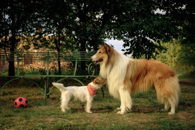 Lassie: Nové dobrodružstvo. Legendárny príbeh o Lassie znova ožíva