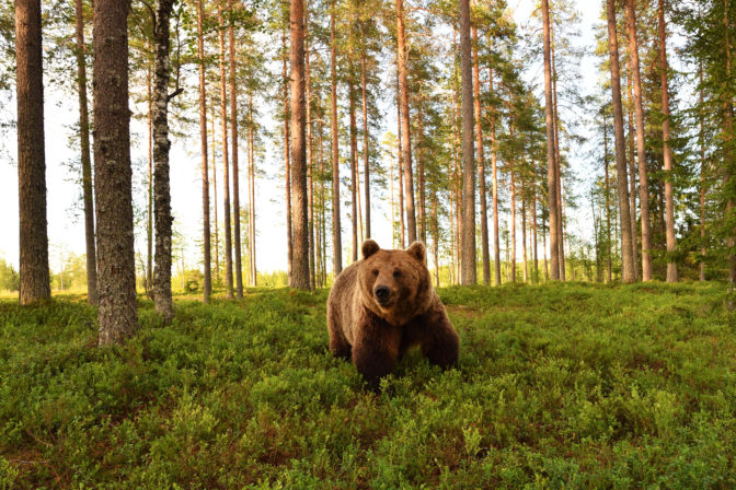 Medveď hnedý