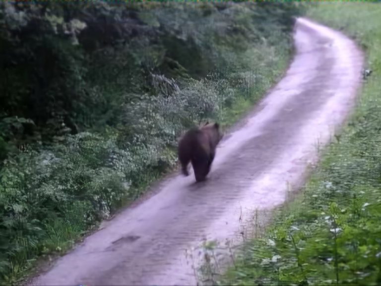 Medveď, Košeca