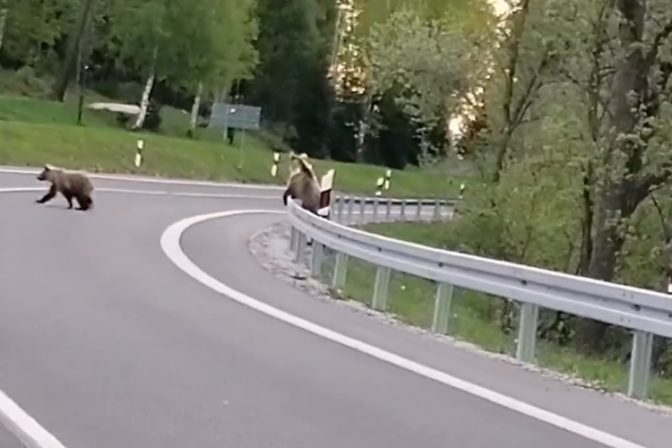 Medvede, Tatranská Lomnica