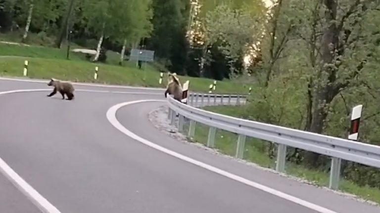 Medvede, Tatranská Lomnica
