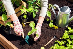 Ako úspešne začať svoju prvú zeleninovú záhradu: 6 zásadných krokov