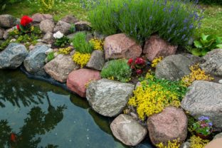 Jarná údržba záhradného jazierka: Všetko, čo potrebujete vedieť
