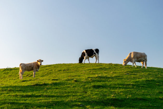 Cows on a sunny hill grazing grass