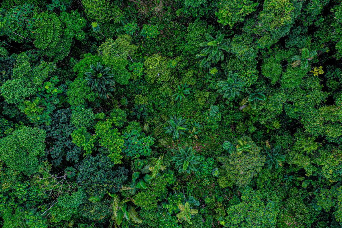 Aerial top view of a deforested part of rainforest with many palm trees still standing while other tree species have been logged