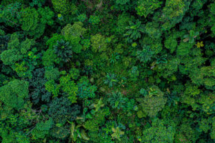 Aerial top view of a deforested part of rainforest with many palm trees still standing while other tree species have been logged