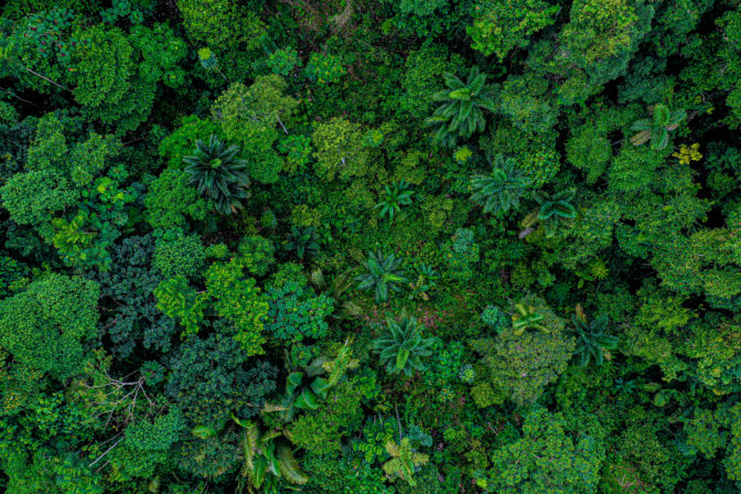 Aerial top view of a deforested part of rainforest with many palm trees still standing while other tree species have been logged