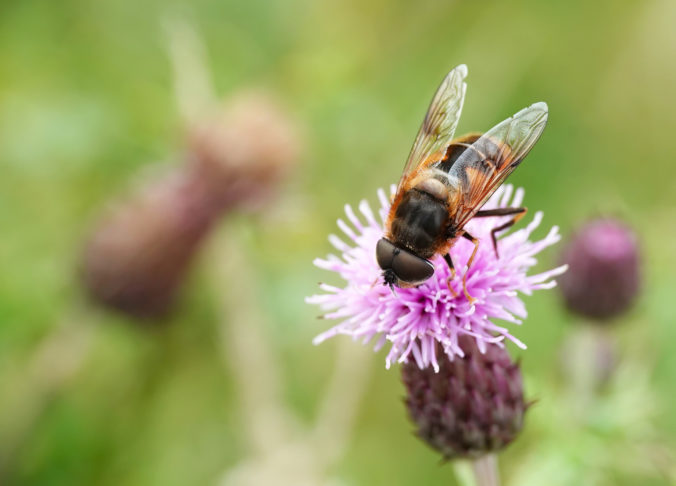 A selective focus image of a hoverfly feeding on a pink thistle flower against a defocused background.