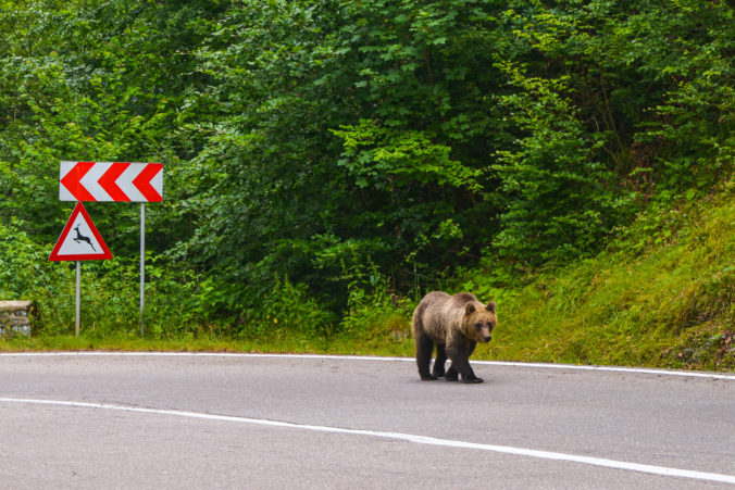 Wild bear in the Carpathians on the highway