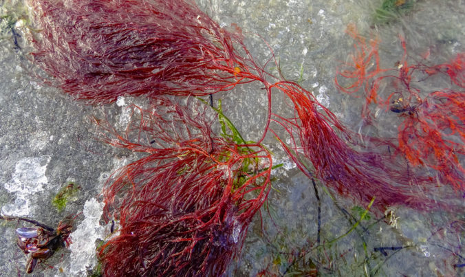 Red and green algae under the ice. Shore of the frozen Tiligul estuary