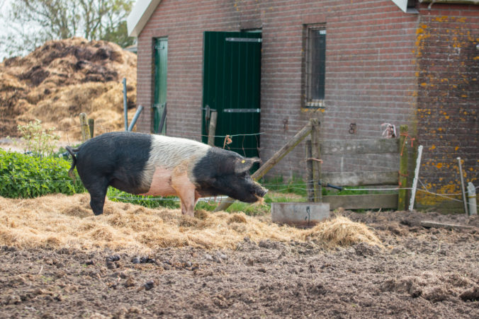 The good country life of a saddleback pig