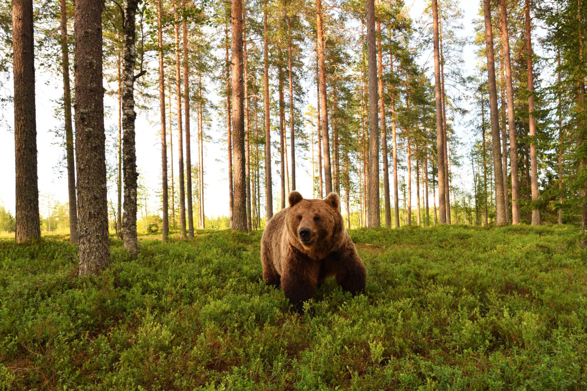 European brown bear in a forest scenery. Brown bear in a forest landscape.