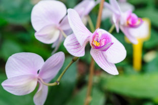 Orchidea, Phalaenopsis Blume