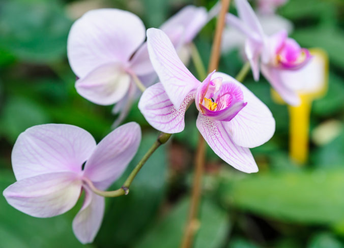 Orchidea, Phalaenopsis Blume