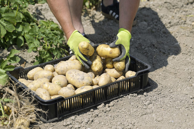 AGRO: Deň zemiakového poľa - Privítanie úrody