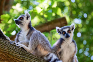 ZOO: Nový priestor pre samice lemurov kata