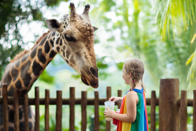 Kids feed giraffe at zoo. Children at safari park.