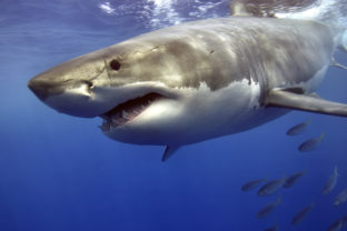 Great White Shark swimming fast