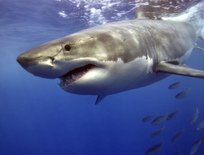 Great White Shark swimming fast