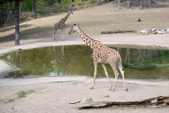 The giraffes that pass around the lake