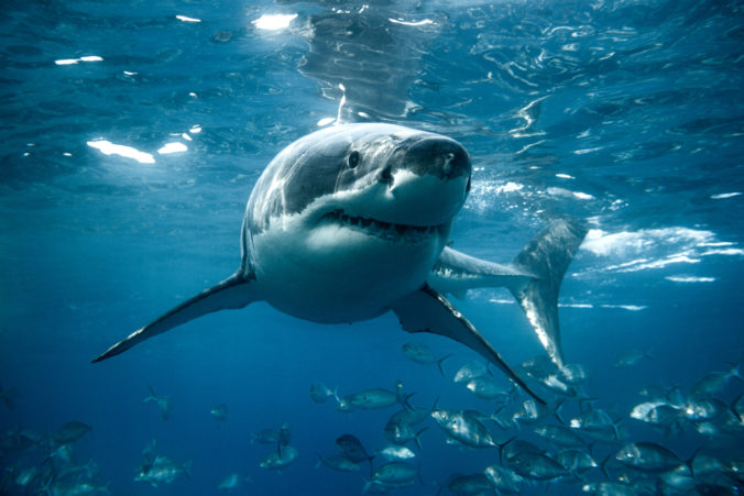 Great white shark turns below the ocean&#039;s surface.