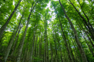 A beautiful forest in spring