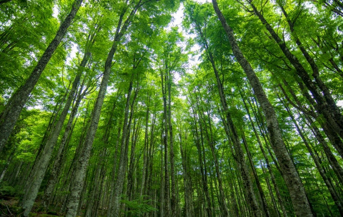 A beautiful forest in spring