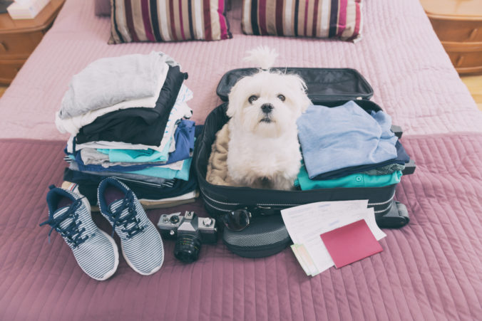 Dog sitting in the suitcase