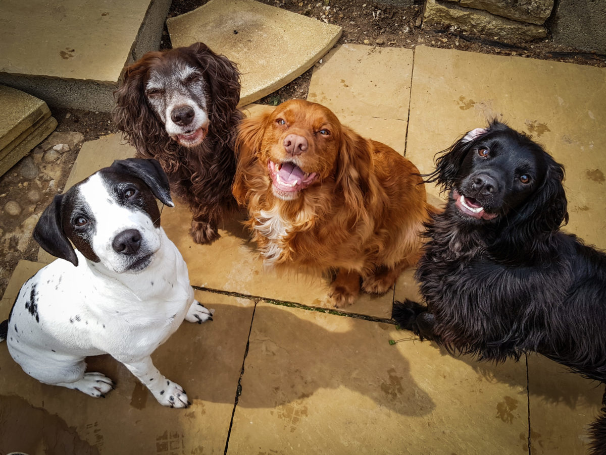 Portrait dogs sitting tiled floor.jpg