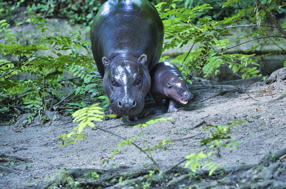 Hrošíča v berlínskej ZOO